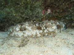 Astichopus multifidus