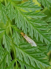 Perlodidae