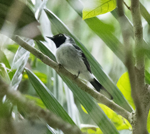 Spot-winged Monarch (Symposiachrus guttula)