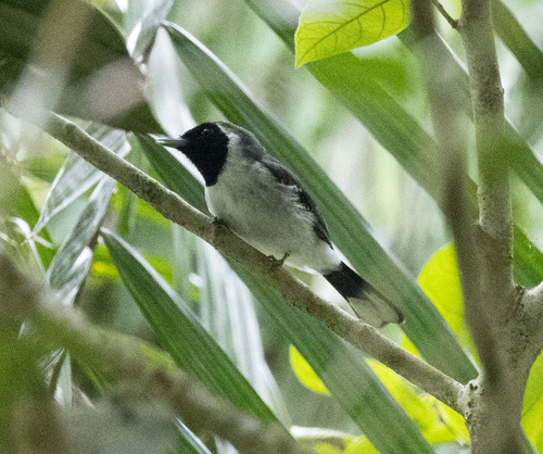 Spot-winged Monarch (Symposiachrus guttula), photo 2