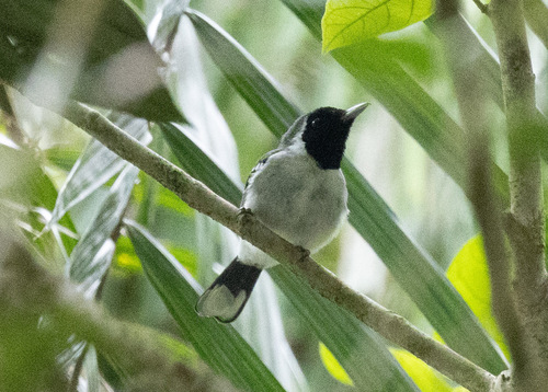 Spot-winged Monarch (Symposiachrus guttula), photo 7