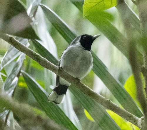 Spot-winged Monarch (Symposiachrus guttula), photo 8
