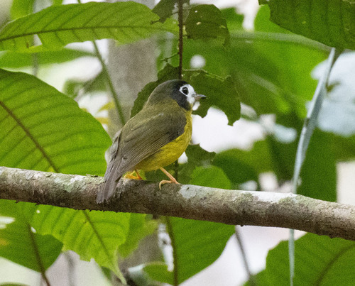 White-faced Robin (Eopsaltria leucops), photo 1