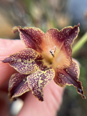 Gladiolus maculatus, photograph (c) André Deschodt, some rights reserved (CC BY)