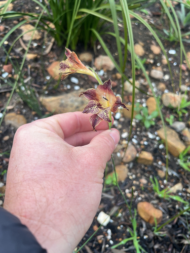 Gladiolus maculatus
