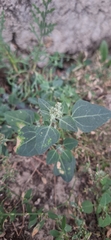 Chenopodium vulvaria, photograph (c) G'ofurova Gulxayo, some rights reserved (CC BY)