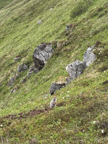 Arctic Ground Squirrel observed by katte-lyn