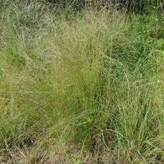 Eragrostis lugens