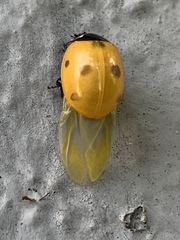 Coccinella septempunctata