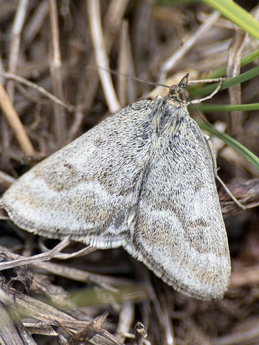 iNaturalist observation photo of One-banded Pyrausta
