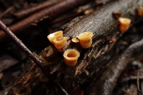 woolly bird's nest fungus