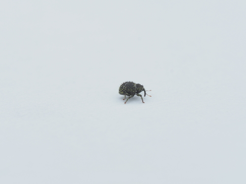 Microcryptorhynchus, 2026-07-14