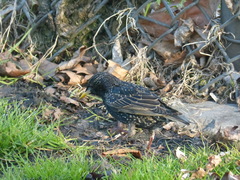 Sturnus vulgaris