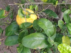 Citrus medica