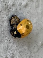 Coccinella septempunctata