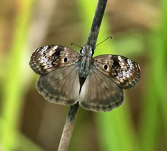 Chiomara basigutta