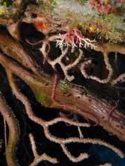 Iciligorgia schrammi