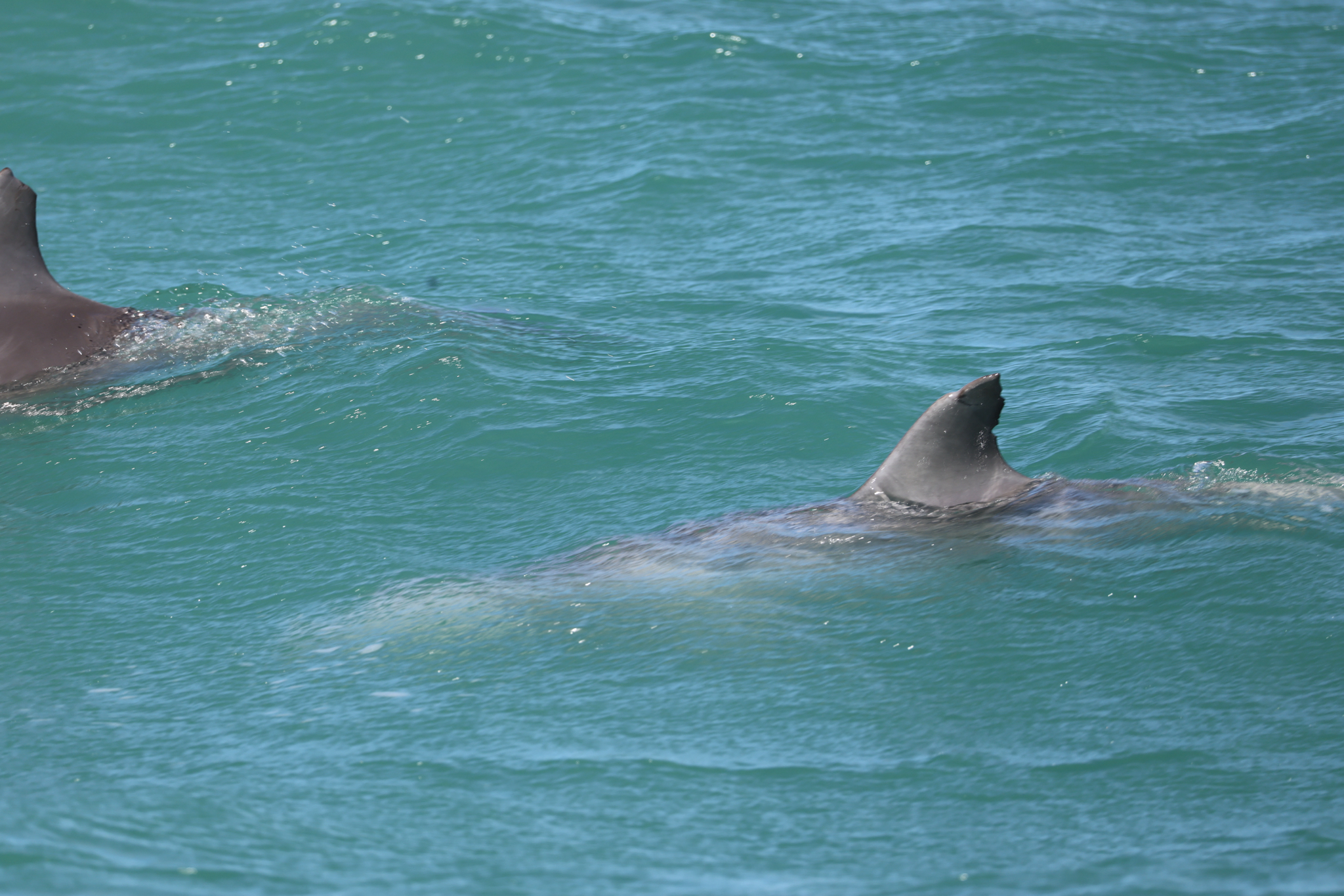 Tursiops aduncus