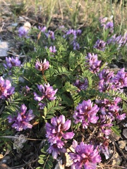Astragalus distortus