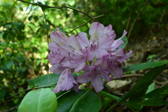 Rhododendron catawbiense