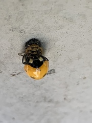 Coccinella septempunctata