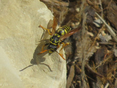 Polistes dominula