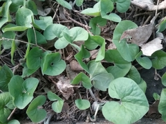 Asarum canadense reflexum