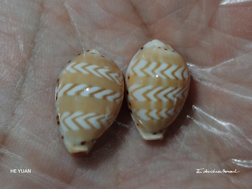 Cypraea ziczac observed 2026-07-15