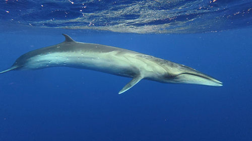 Sei Whale, photo 7 of 10