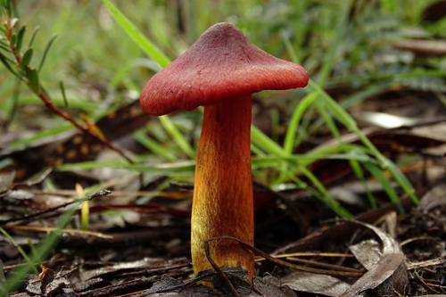 Cortinarius persplendidus
