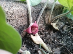 Asarum canadense reflexum
