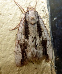 Catocala angusi