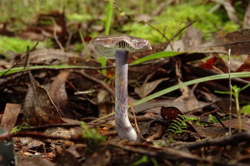 Thaxterogaster submagellanicus