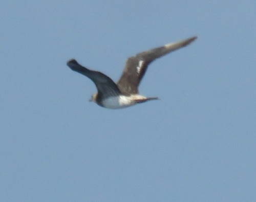 Parasitic Jaeger