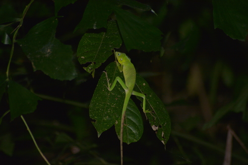 Bronchocela celebensis