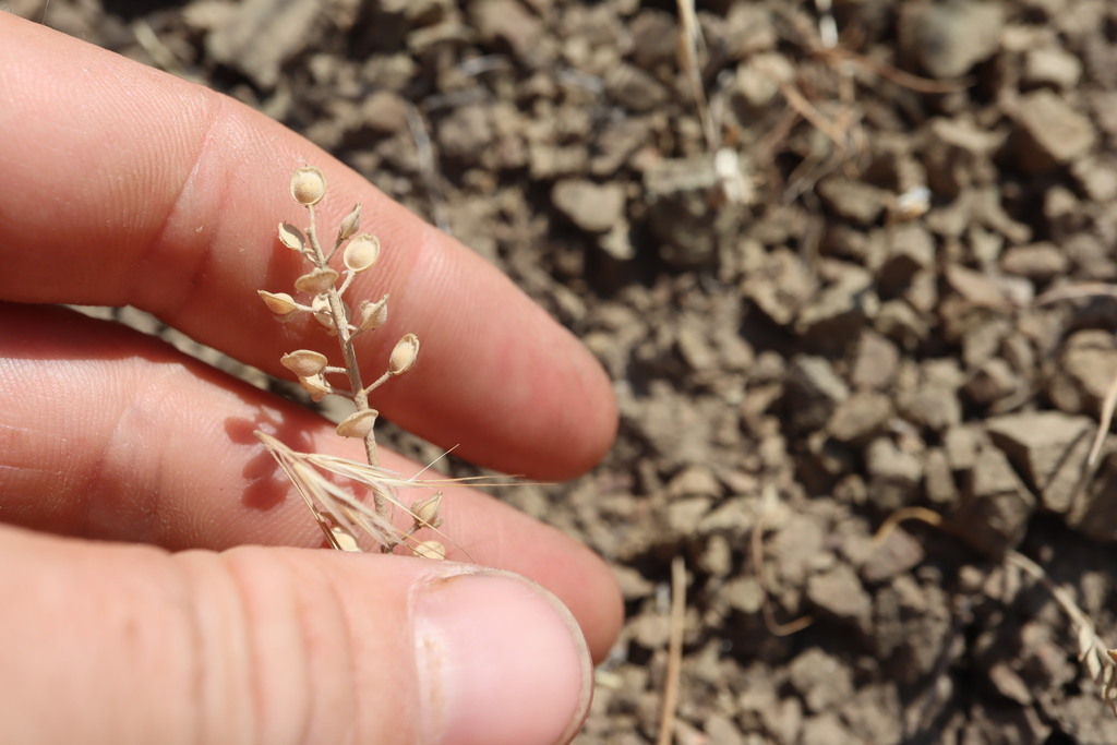 Alyssum alyssoides; photograph (c) Henry "Nick" Robertson, some rights reserved (CC BY-SA)
