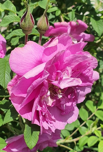 Rosa chinensis