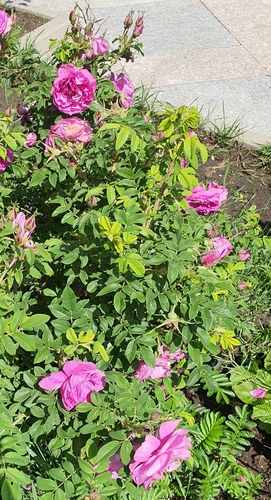 Rosa chinensis
