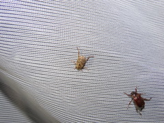 Hoplia squamifera