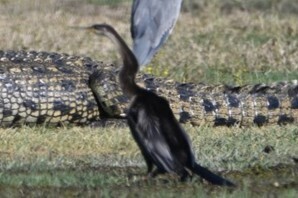 iNaturalist image