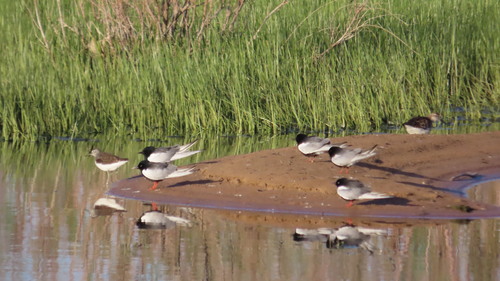 iNaturalist image