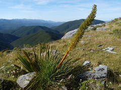 Aciphylla glaucescens