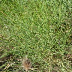 Baccharis articulata