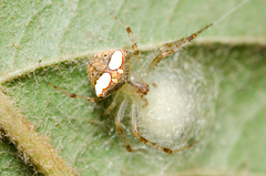 Araneus miniatus
