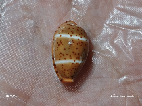 Cypraea lutea observed 2026-07-15