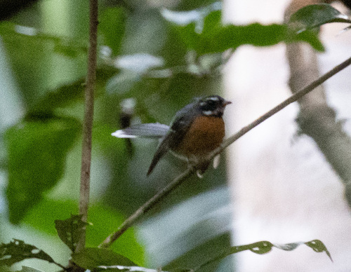 Chestnut-bellied Fantail (Rhipidura hyperythra)