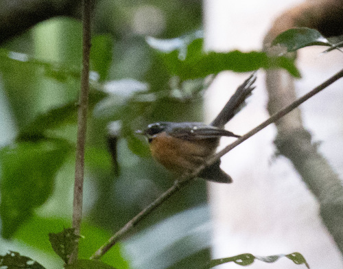 Chestnut-bellied Fantail (Rhipidura hyperythra), photo 2
