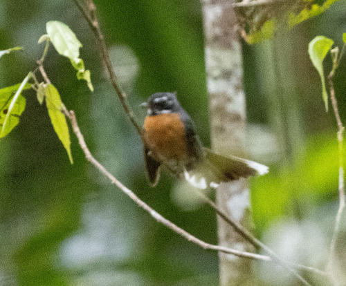 Chestnut-bellied Fantail (Rhipidura hyperythra), photo 3