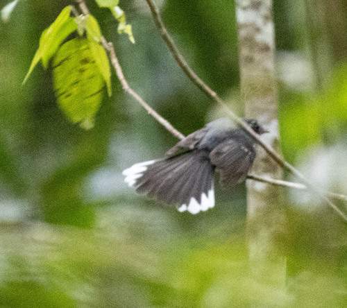 Chestnut-bellied Fantail (Rhipidura hyperythra), photo 4