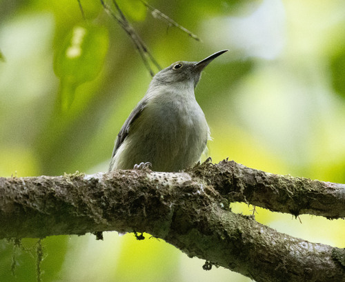 Spectacled Longbill (Oedistoma iliolophus), photo 4